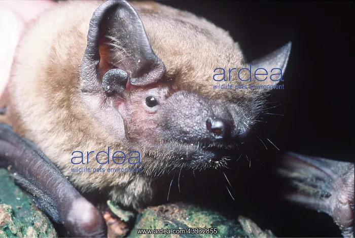 : NOCTULE BAT - close-up of face : NOCTULE BAT - close-up of face