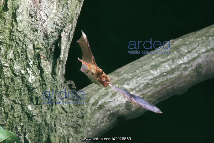 : NOCTULE BAT- in flight : NOCTULE BAT- in flight
