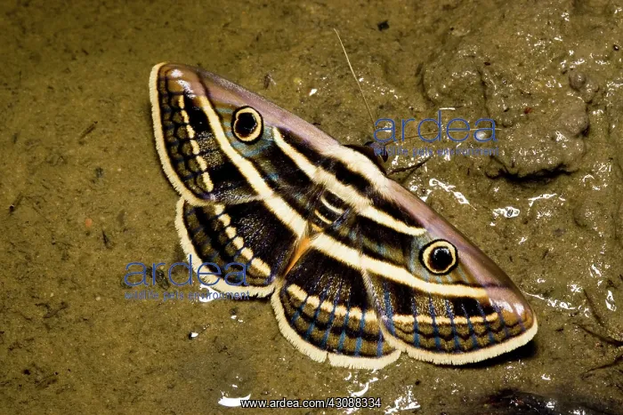 : Noctuoid moth : Noctuoid moth