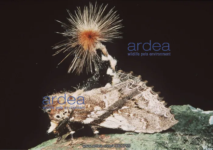 : NOCTURN MOTH - with lure, maybe for defence : NOCTURN MOTH - with lure, maybe for defence