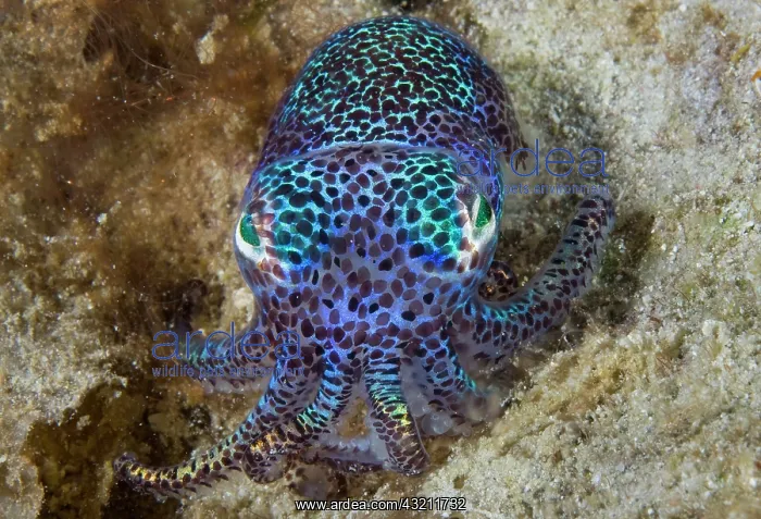 : Nocturnal bobtail squid (Sepiolida), Aljui : Nocturnal bobtail squid (Sepiolida), Aljui