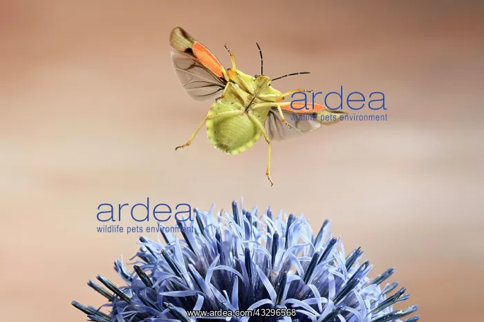 : Nocturnal fruit bug (Carpocoris fuscispinus), in : Nocturnal fruit bug (Carpocoris fuscispinus), in