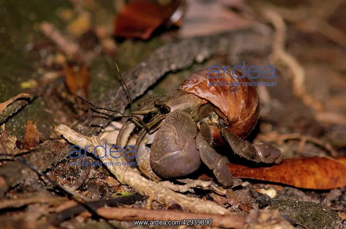 : A nocturnal Hermit Crab (unidentified) rummages : A nocturnal Hermit Crab (unidentified) rummages
