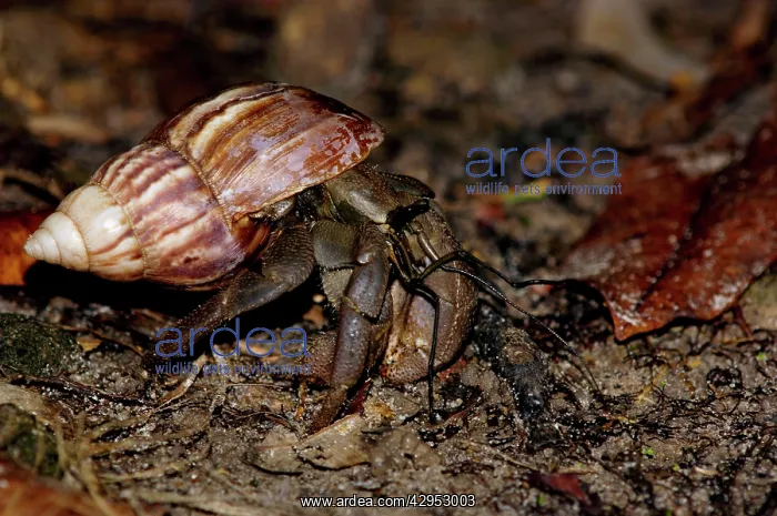 : A nocturnal Hermit Crab (unidentified) rummages : A nocturnal Hermit Crab (unidentified) rummages