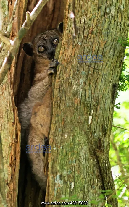 : Nocturnal Hubbard's Sportive Lemur in tree : Nocturnal Hubbard's Sportive Lemur in tree