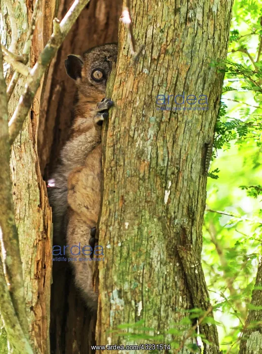 : Nocturnal Hubbard's Sportive Lemur in tree : Nocturnal Hubbard's Sportive Lemur in tree
