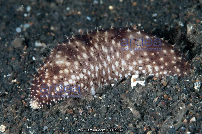 : Nocturnal Remarkable Sea Cucumber during night dive : Nocturnal Remarkable Sea Cucumber during night dive