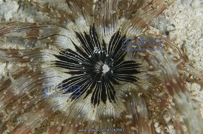 : Nocturnal Sand Anemone - on sand - Night dive : Nocturnal Sand Anemone - on sand - Night dive
