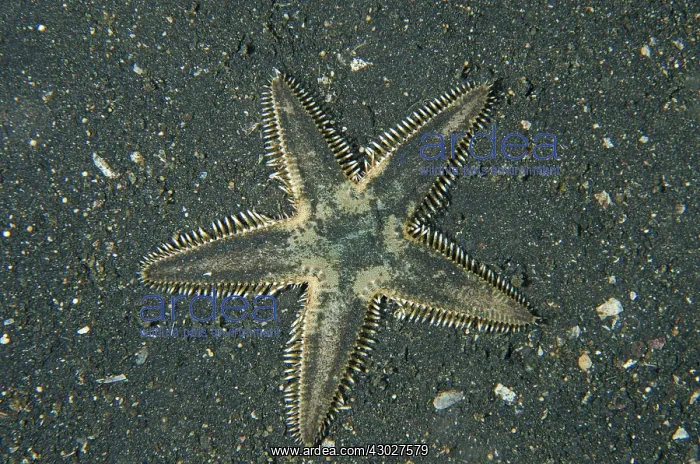  : Nocturnal Sea Star