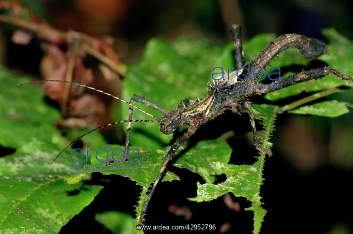 : Nocturnal spine-covered Stick Insect (appears to : Nocturnal spine-covered Stick Insect (appears to