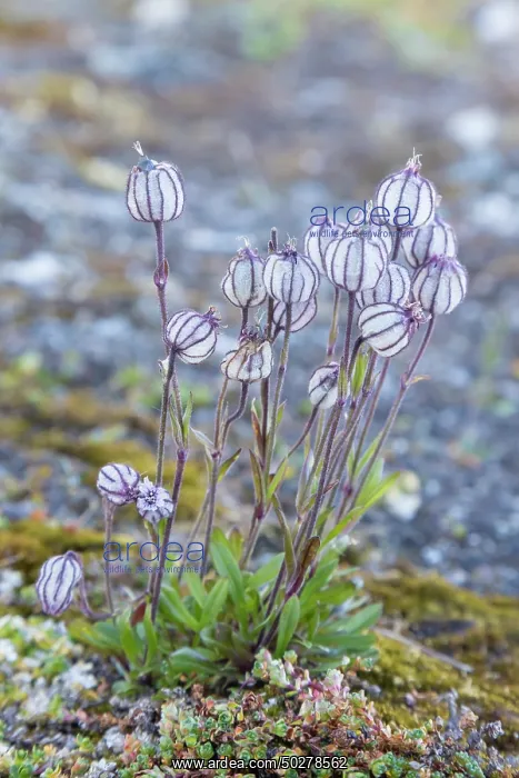 : Nodding Campion : Nodding Campion