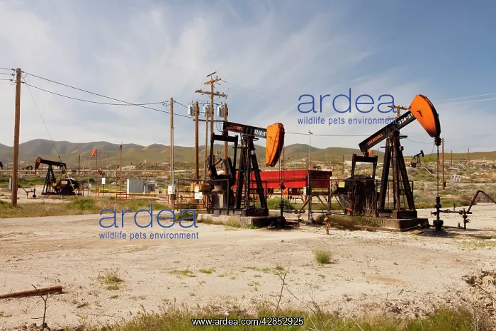 : Nodding Donkey Oil pumps in oilfield on the slopes : Nodding Donkey Oil pumps in oilfield on the slopes