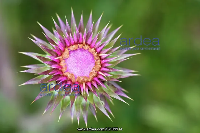 : Nodding Thistle : Nodding Thistle