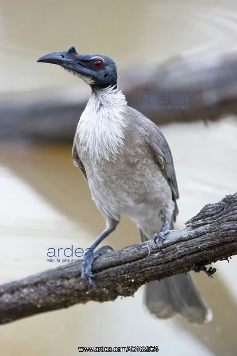 : Noisy Friar Bird : Noisy Friar Bird