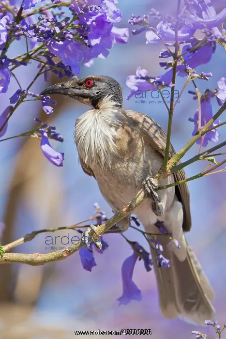 : Noisy Friarbird : Noisy Friarbird