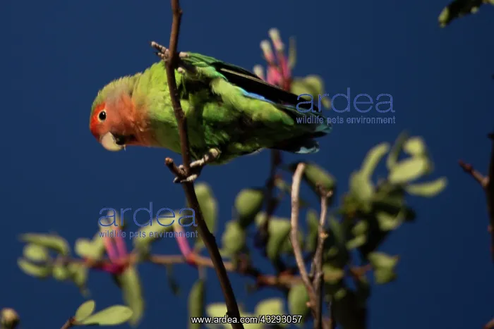 : Noisy and gregarious bird common in most part of Namibia : Noisy and gregarious bird common in most part of Namibia