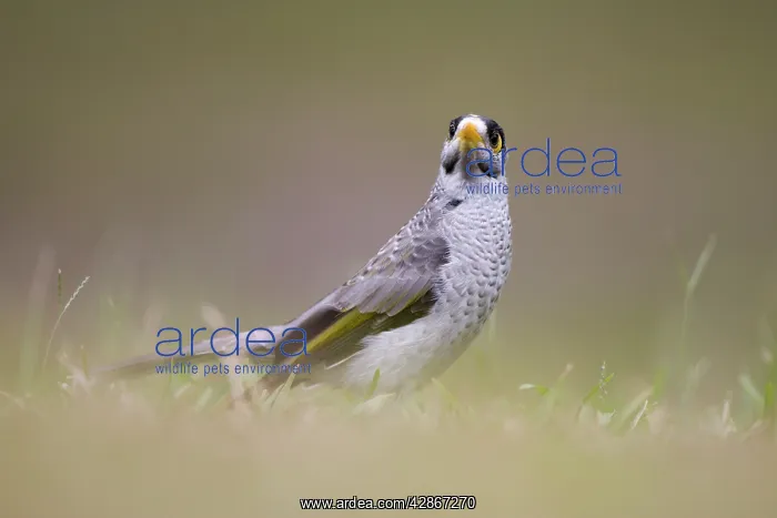 : Noisy Miner : Noisy Miner