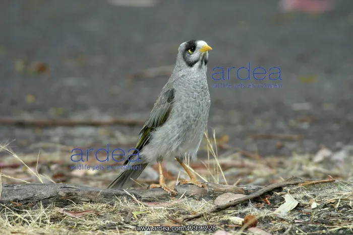 : Noisy Miner : Noisy Miner