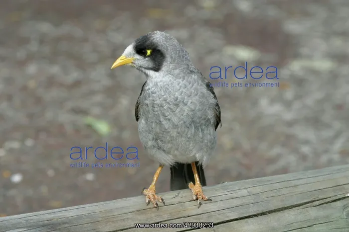 : Noisy Miner : Noisy Miner