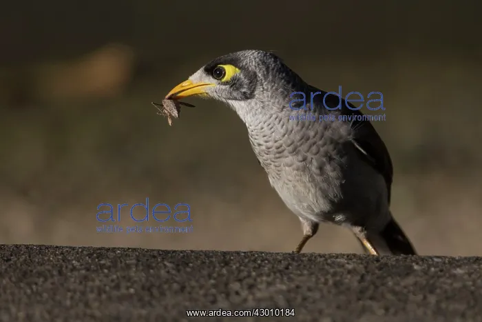 : Noisy Miner : Noisy Miner