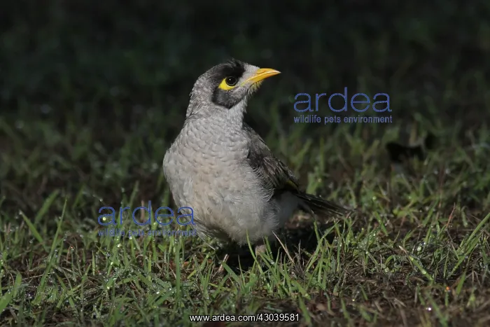 : Noisy Miner : Noisy Miner