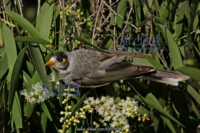 : Noisy Miner : Noisy Miner