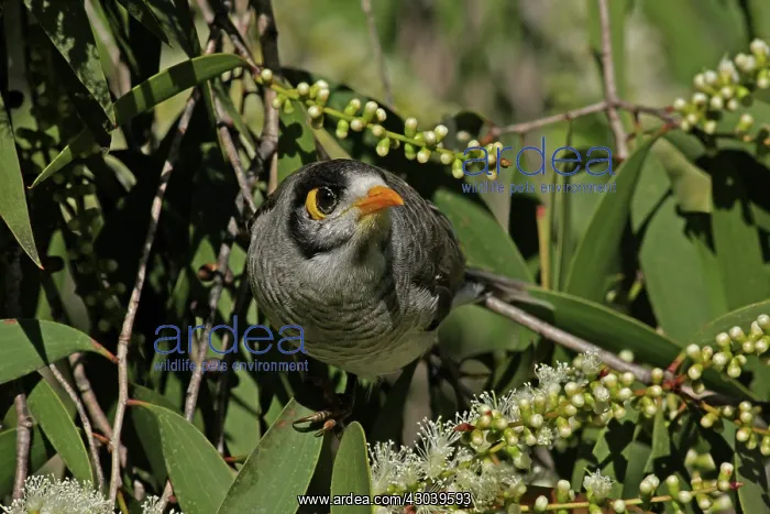 : Noisy Miner : Noisy Miner