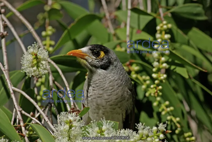 : Noisy Miner : Noisy Miner