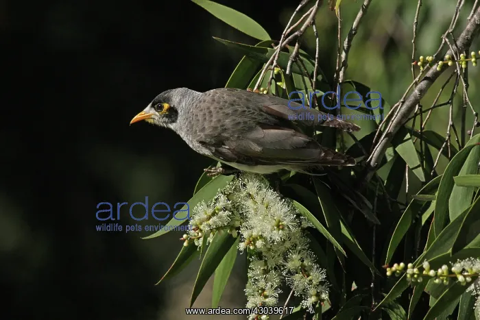  : Noisy Miner