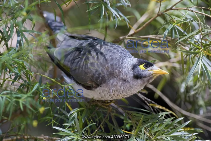 : Noisy Miner : Noisy Miner