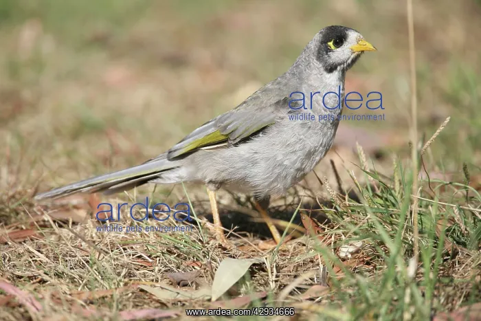 : Noisy Miner - On ground : Noisy Miner - On ground