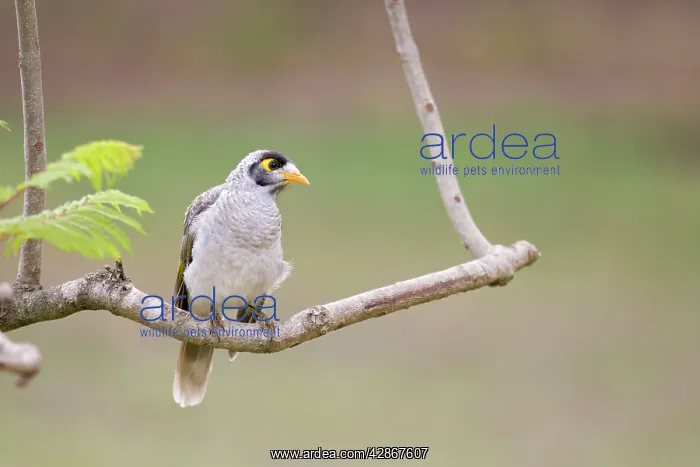 : Noisy Miner - Perched in a garden tree : Noisy Miner - Perched in a garden tree
