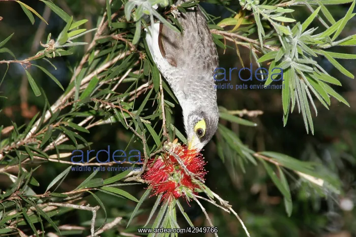 : Noisy Miner probes for nectar with its brush-tipped : Noisy Miner probes for nectar with its brush-tipped