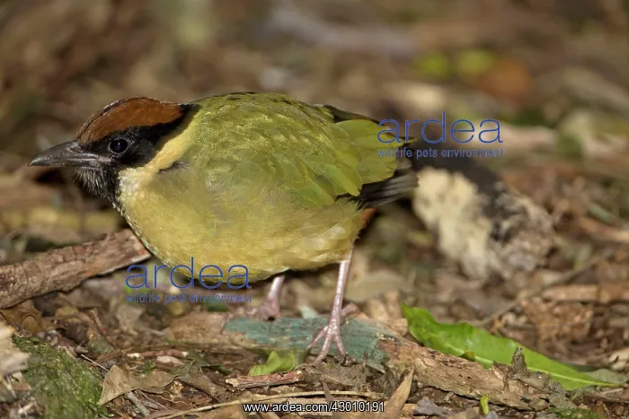 : Noisy Pitta : Noisy Pitta