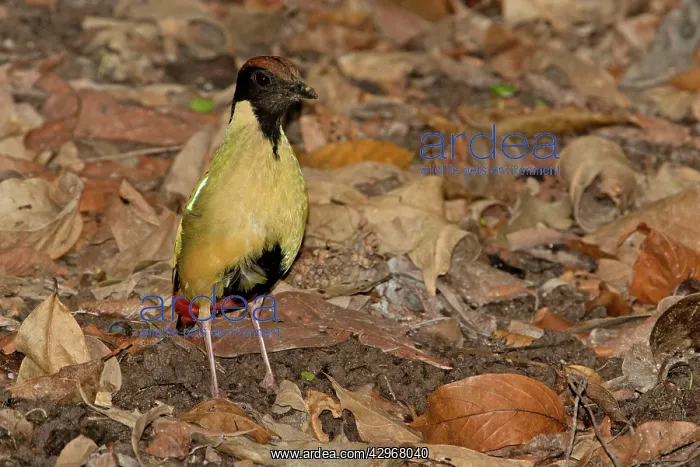 : Noisy Pitta - on the leaf strewn floor of the woodland : Noisy Pitta - on the leaf strewn floor of the woodland