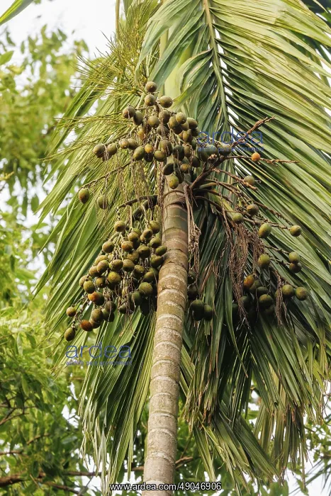 : Noix d'arec ou noix de Betel Noix d'arec ou noix de Betel : Noix d'arec ou noix de Betel Noix d'arec ou noix de Betel