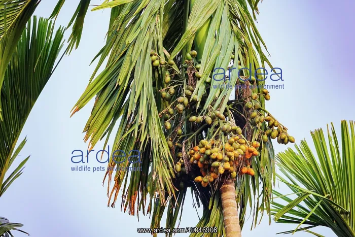 : Noix d'arec ou noix de Betel Noix d'arec ou noix de Betel : Noix d'arec ou noix de Betel Noix d'arec ou noix de Betel