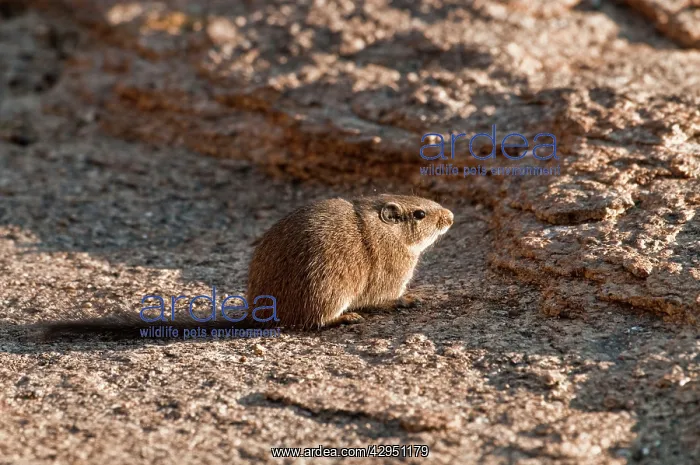 : Noki / Dassie Rat - sitting on rock : Noki / Dassie Rat - sitting on rock