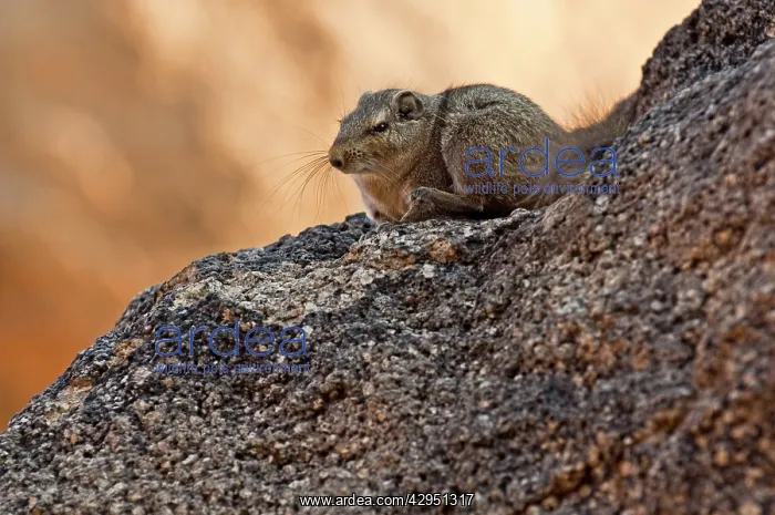 : Noki / Dassie Rat - sitting on rock : Noki / Dassie Rat - sitting on rock