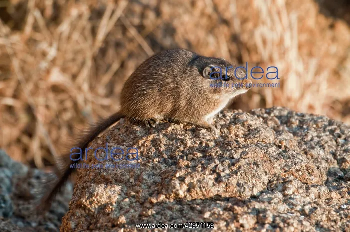 : Noki / Dassie Rat - sitting on rock in early morning light : Noki / Dassie Rat - sitting on rock in early morning light