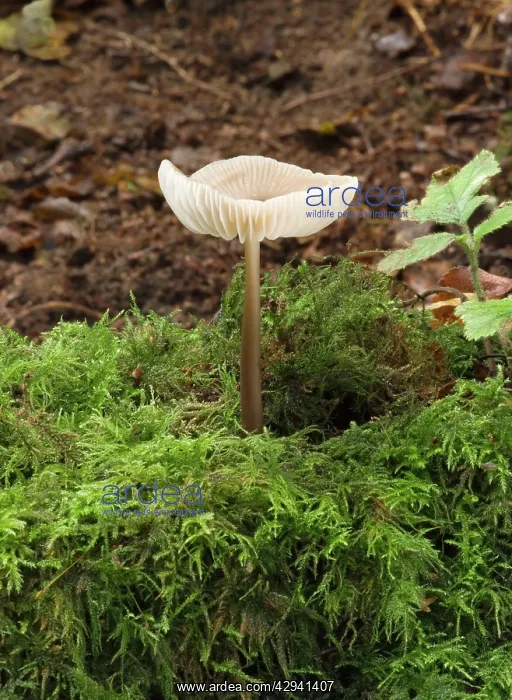 : Nolanea cetrata : Nolanea cetrata