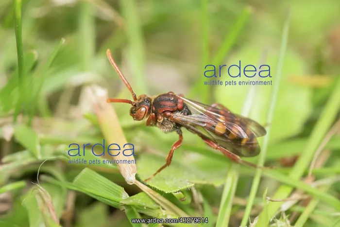 : Nomad Bee - Cleptoparasitic on Mining bees : Nomad Bee - Cleptoparasitic on Mining bees