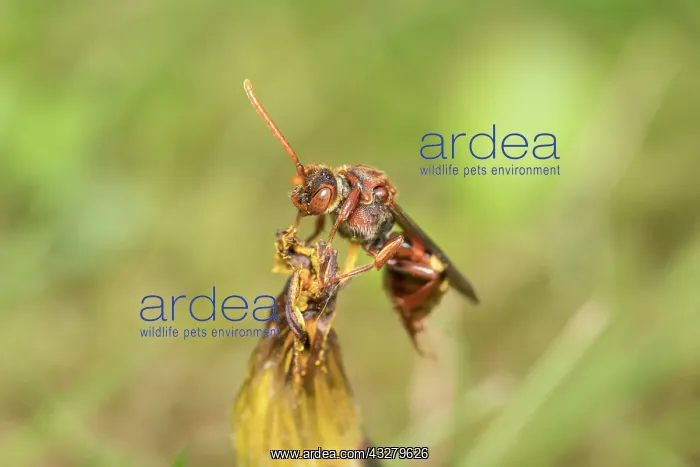 : Nomad Bee - Cleptoparasitic on Mining bees : Nomad Bee - Cleptoparasitic on Mining bees