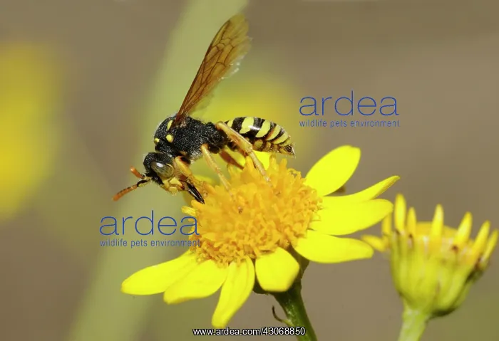 : Nomad Bee (Nomada goodeniana) on Pulicaire (Pulicaria : Nomad Bee (Nomada goodeniana) on Pulicaire (Pulicaria