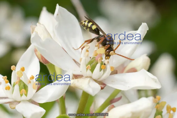 : Nomada / Cuckoo Bee - feeding on flower : Nomada / Cuckoo Bee - feeding on flower