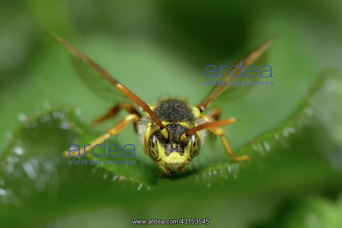 : Nomada sp bee resting on a leaf, England, Lincolnshire : Nomada sp bee resting on a leaf, England, Lincolnshire