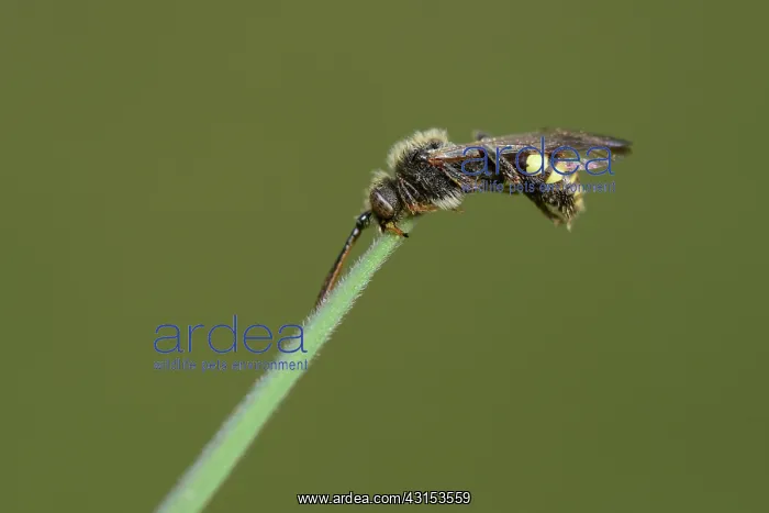 : nomada sp. Nomada sp bee roosting on a grass stem, England, Lincolnshire : nomada sp. Nomada sp bee roosting on a grass stem, England, Lincolnshire