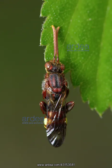 : Nomada sp bee roosting on a leaf, England, Lincolnshire : Nomada sp bee roosting on a leaf, England, Lincolnshire