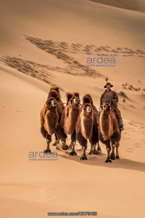 : Nomadic camel rider man leading three camels on : Nomadic camel rider man leading three camels on