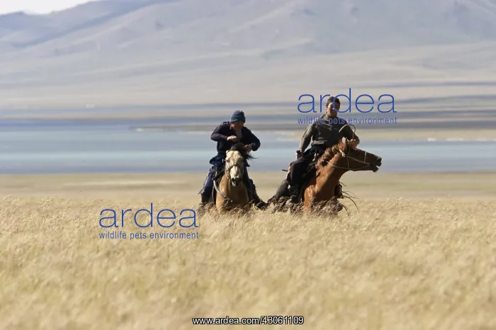 : Nomadic horsemen playing in a meadow in Kyrgyzstan : Nomadic horsemen playing in a meadow in Kyrgyzstan
